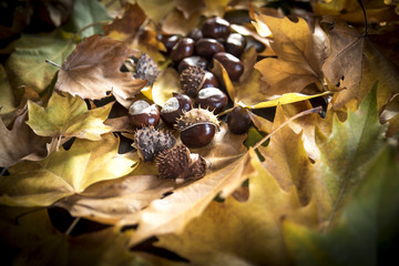castagne tra foglie autunnali