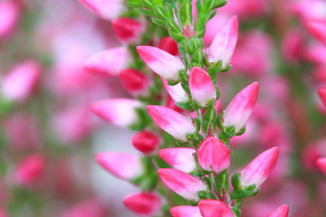 closeup of heather blossoms (Calluna vulgaris)