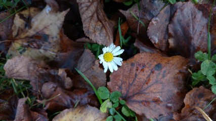 Einzelnes Gänseblümchen inmitten von Herbstlaub