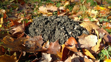 Maulwurfshügel im Herbstlaub