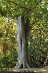 Majestic Zelkova carpinifolia