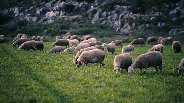 Sheep herd on the meadow.