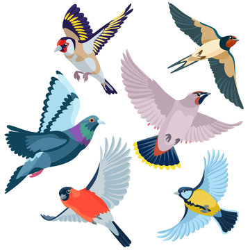 Six flying birds / There are goldfinch, swallow, waxwing, pigeon, bullfinch and titmouse
