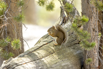 Squirrel 2 