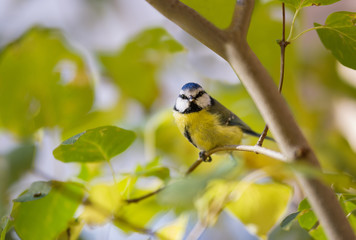 bird,oiseau,mesange