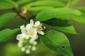 the ant crawling on the bird cherry flower - 178744545