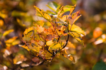 colorful autumn leaves in the sun in the park
