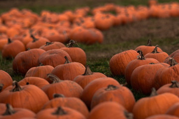 Picking Pumpkins