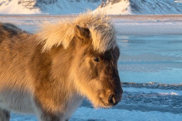 Iceland Ponies