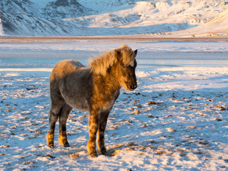 Iceland Ponies