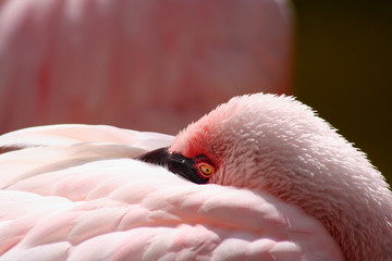 A pink flamingo rests its beak in its feathers