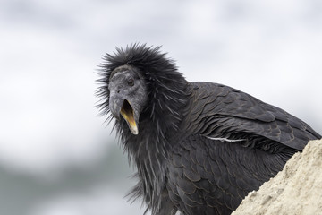 California Condor