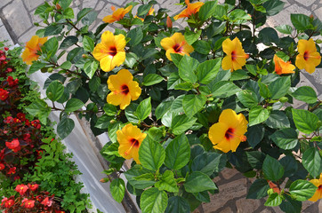 flowers of hibiscus