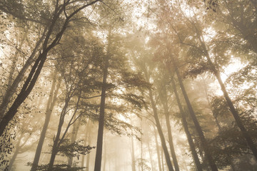 Autumn landscape with mysterious foggy fairytale forest.