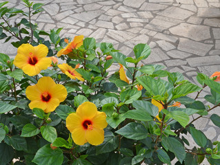 flowers of hibiscus © nico99