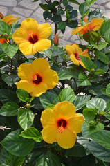 flowers of hibiscus © nico99