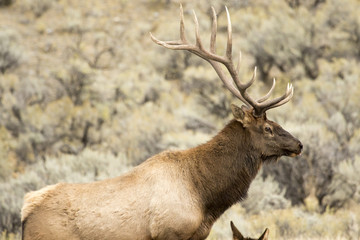 Elk 