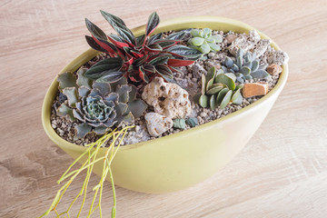 small succulents in a ceramic pot