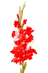 Fototapeta premium Red white gladiolus isolated on white