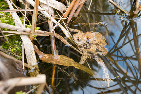 Male and female common toad in small forest pond during spring time in Switzerland