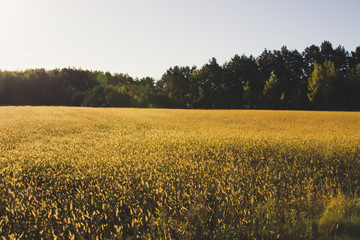 Yellow cereal field