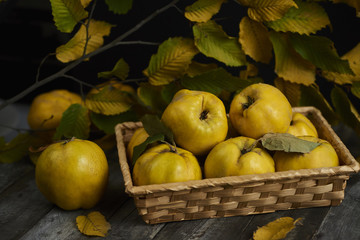 A lot of apple quince  on dark wooden background. top view