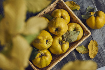 A lot of apple quince  on dark wooden background. top view