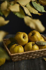 A lot of apple quince  on dark wooden background. top view