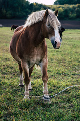 Horse at farm
