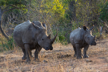 Rhino mam and her breeding, Kruger National Park in South Africa