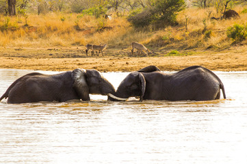 Elephant´s battle in Kruger national park