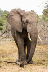 Fototapeta na wymiar Elephant in Kruger national park, (South Africa).