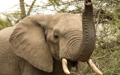 Elephant in Kruger national park, (South  Africa).