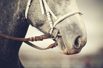 Muzzle of a horse in a bridle.