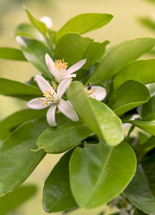 White orange blossom flowers