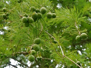 Zapfen am Kiefernbaum