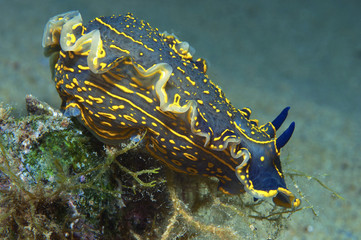 nudibranch blue
