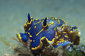 nudibranch blue