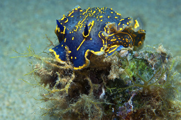 nudibranch blue