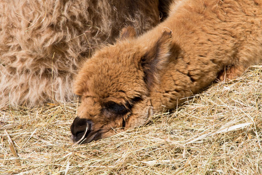 A baby alpaca is called a cria