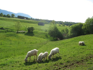 Fototapeta premium 牧草地の羊