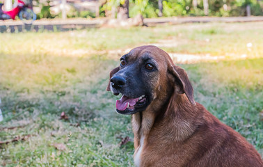 brown dog at countryside