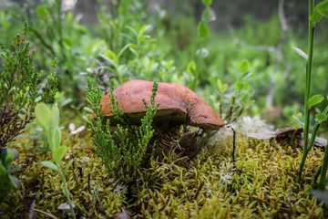 Beautiful boletus growing on moss