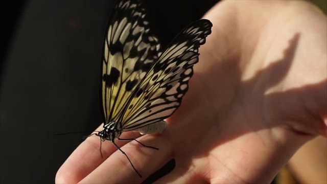 A small butterfly sits on a man's hand, an insect waves with patterned wings and wiggles a pancake antennae, a woman holds an insect on her fingers