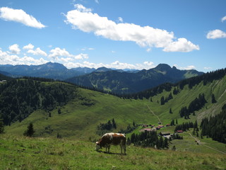 Fototapeta na wymiar 放牧された牛と山並み