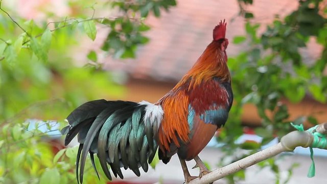 red jungle fowl singing 