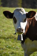Montbéliarde (race bovine)