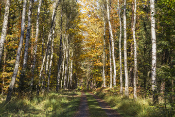 Road through the autumn forest