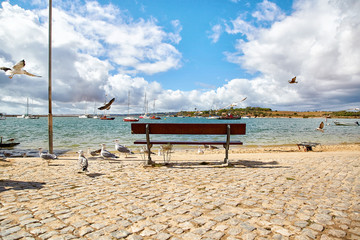 wooden bench and seagulls