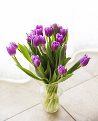 Fresh purple tulips